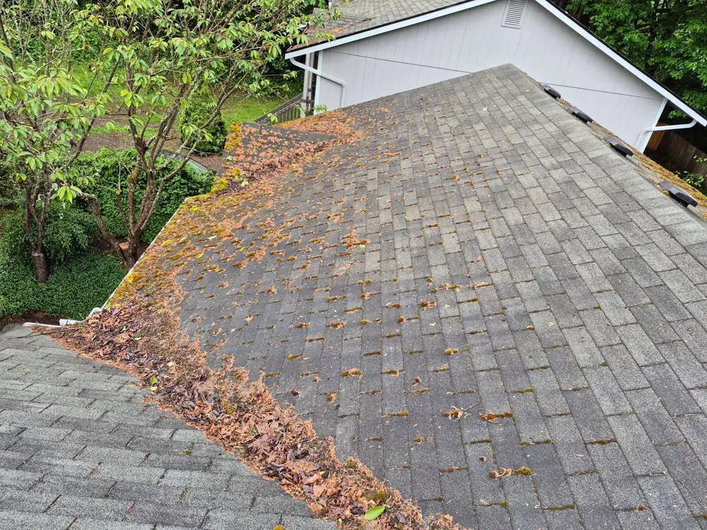 Asphalt shingle roof with fallen leaves pine needles and moss near the gutter before cleaning
