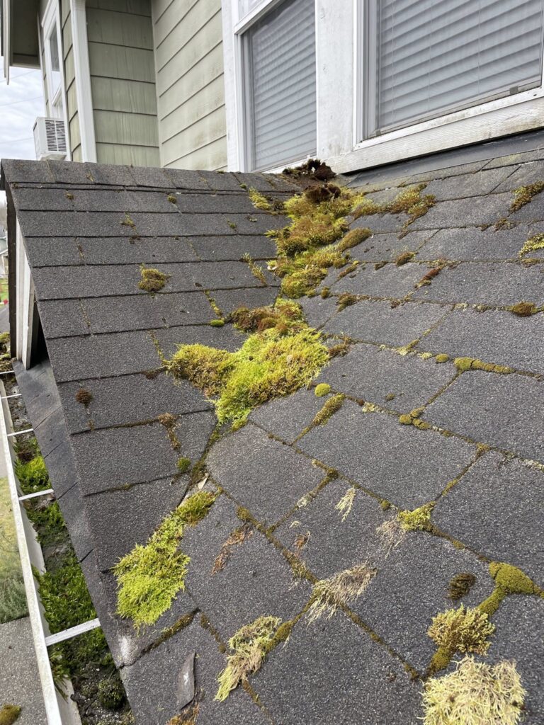 moss in roof corner